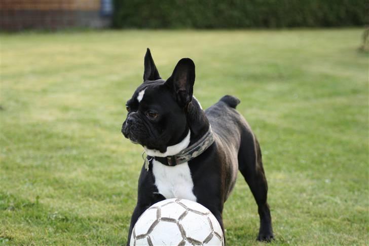 Fransk bulldog Bobo Har fået nyt hjem. billede 11