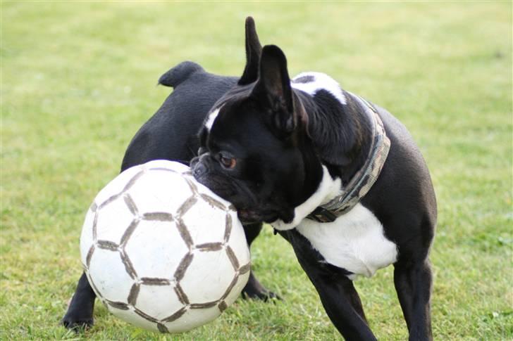 Fransk bulldog Bobo Har fået nyt hjem. billede 16