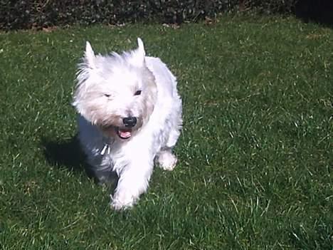 West highland white terrier Mille R.I.P billede 14