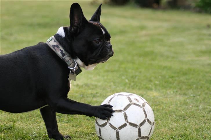 Fransk bulldog Bobo Har fået nyt hjem. billede 17