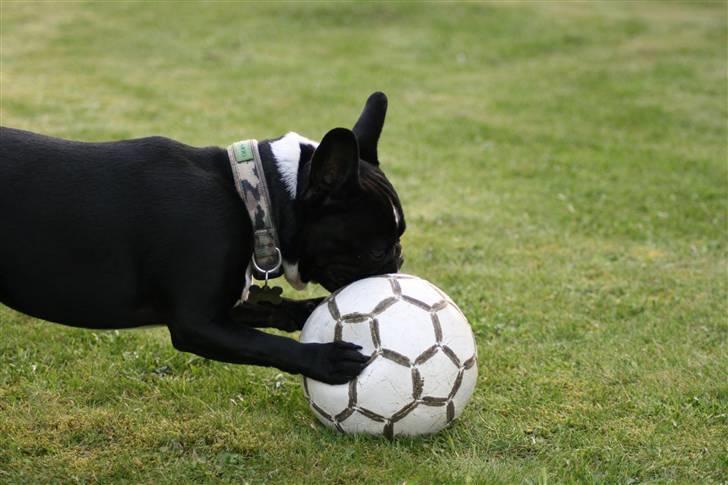 Fransk bulldog Bobo Har fået nyt hjem. billede 19