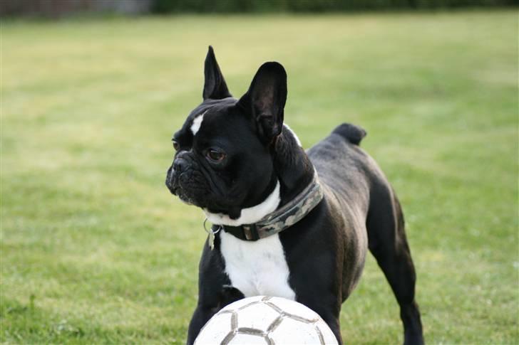 Fransk bulldog Bobo Har fået nyt hjem. billede 20