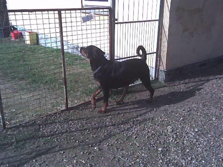 Rottweiler molly - molly april 08 billede 7