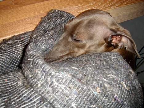 Italiensk mynde charlie - ZZZZZzzzzz - sover helst med et blødt tæppe omkring sig billede 3