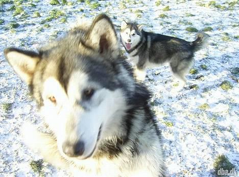 Alaskan malamute Kia - Kia forrest, bagved hendes søster. billede 1