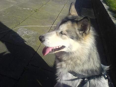 Alaskan malamute Kia billede 2