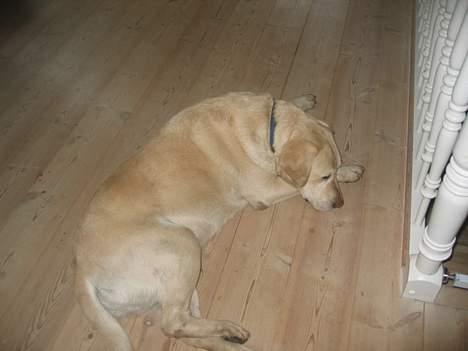 Labrador retriever Bailey <3 ¤ANÉE'S¤ - jeg elsker at slappe af ! OG ANée sys jeg er doven ! billede 6