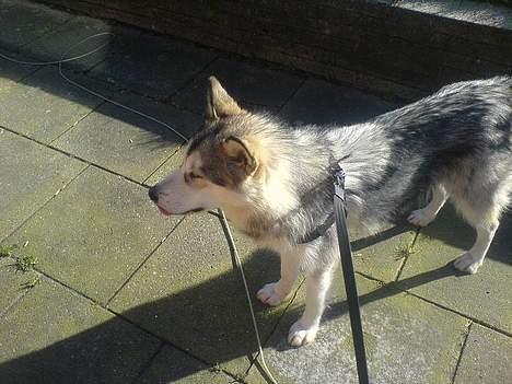 Alaskan malamute Kia billede 3