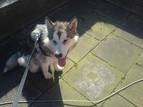 Alaskan malamute Kia billede 4