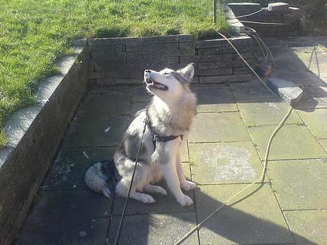 Alaskan malamute Kia billede 5