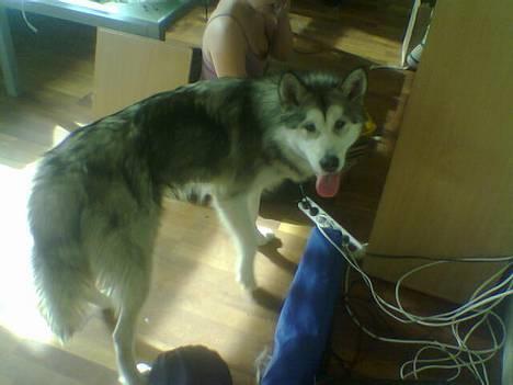 Alaskan malamute Kia billede 6
