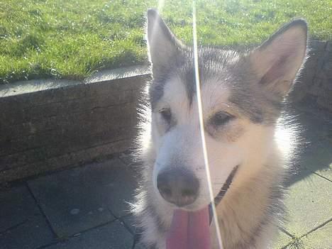 Alaskan malamute Kia billede 7