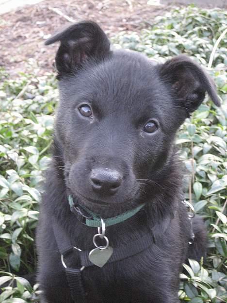 Australsk kelpie Gaia - Mine øre er på vej op.. billede 5