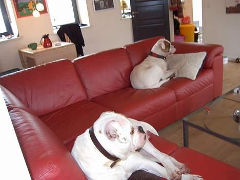 Amerikansk bulldog Fidel Castro  - fidel og rosa hygger i sofaen billede 2