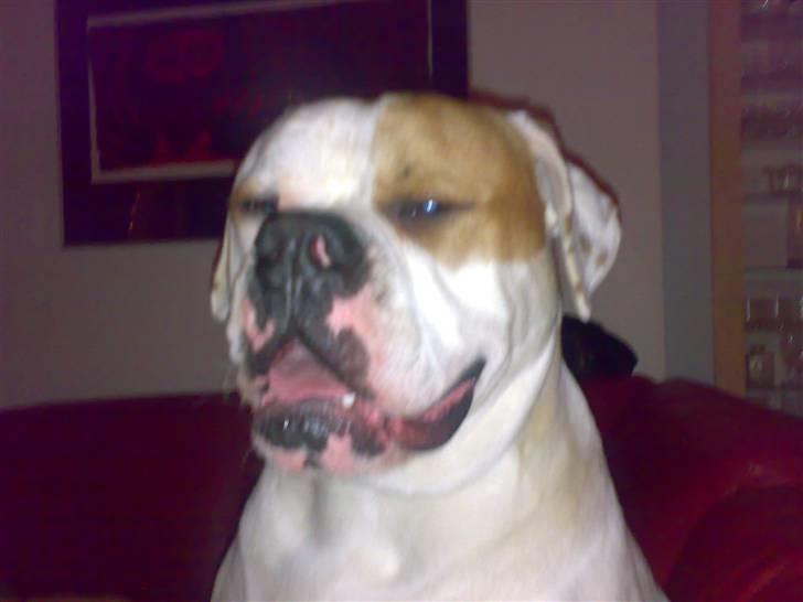 Amerikansk bulldog Fidel Castro  - phyy jeg sveder billede 4