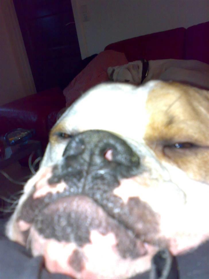Amerikansk bulldog Fidel Castro  billede 5