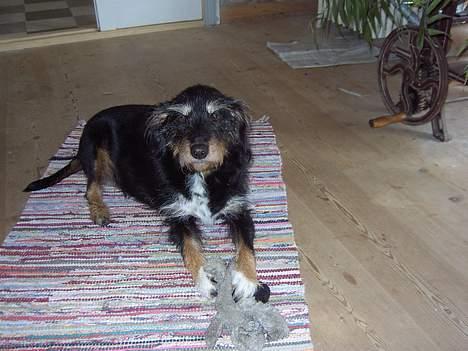 Blanding af racer Oda ++død d. 8/1 2009++ billede 6