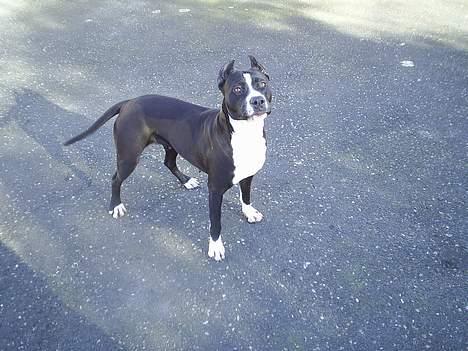 Amerikansk staffordshire terrier Malou - smiler til kameraet billede 1