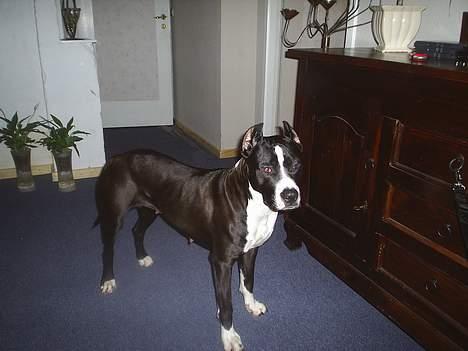 Amerikansk staffordshire terrier Malou billede 2