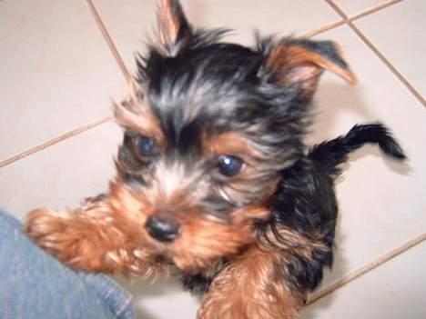 Yorkshire terrier Amigo  *RIP* - 10 uger gammel , og han vil bare op til moar....*ss* billede 18