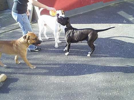 Amerikansk staffordshire terrier Malou - leger med de andre hunde i gården billede 3