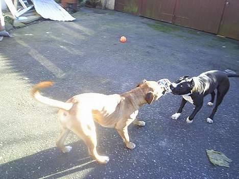 Amerikansk staffordshire terrier Malou - odin og malou trækker i snor billede 4
