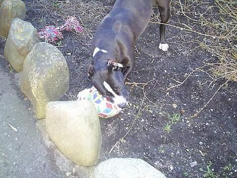 Amerikansk staffordshire terrier Malou - malou elsker at lege med bolden. billede 5