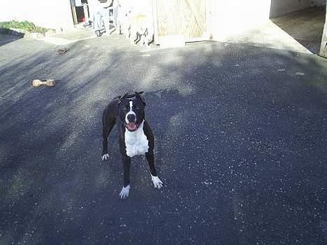 Amerikansk staffordshire terrier Malou billede 6