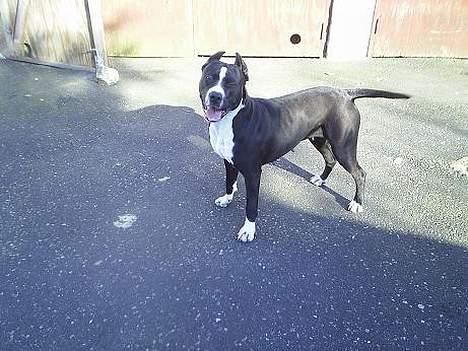 Amerikansk staffordshire terrier Malou - hun står rigtig flot billede 7