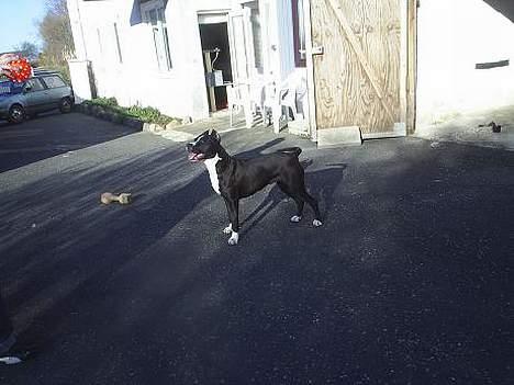 Amerikansk staffordshire terrier Malou billede 8