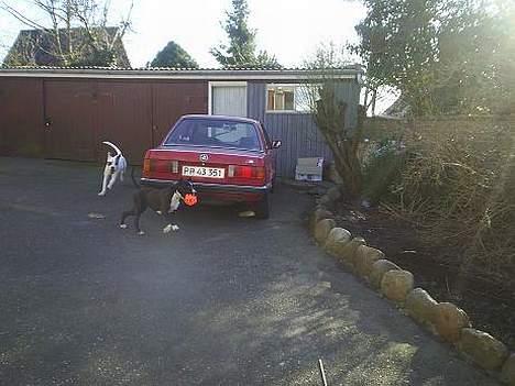 Amerikansk staffordshire terrier Malou - leger lidt med enzo, han kan ikke følge med den lille pige billede 9