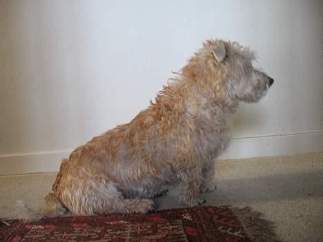 Irish Glen of Imaal Terrier Snooker billede 1