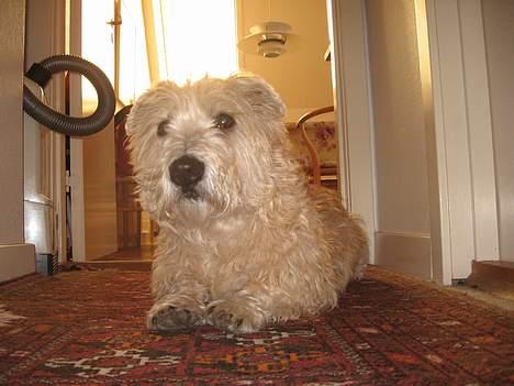 Irish Glen of Imaal Terrier Snooker billede 2