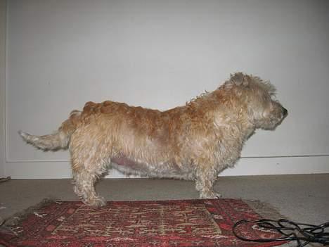 Irish Glen of Imaal Terrier Snooker billede 3
