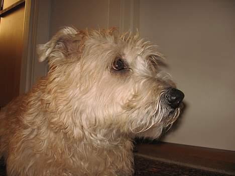 Irish Glen of Imaal Terrier Snooker billede 4