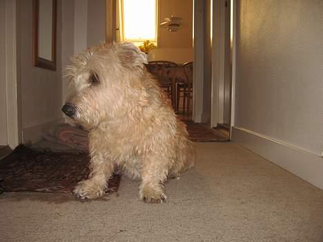 Irish Glen of Imaal Terrier Snooker billede 5