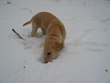 Labrador retriever Ida billede 2