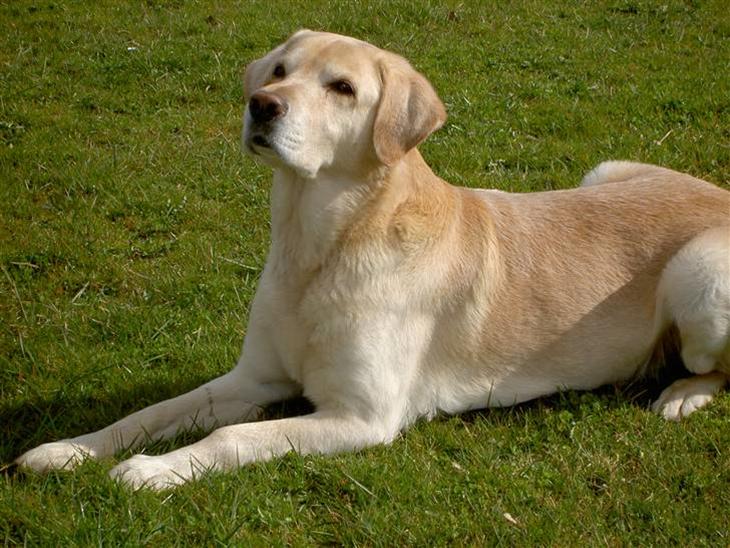 Blanding af racer Simba R.I.P - Simba.. april 2008 billede 1