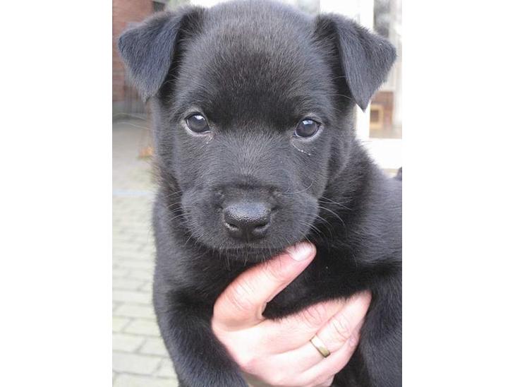 Australsk kelpie Gaia - Kun 7 uger  billede 1