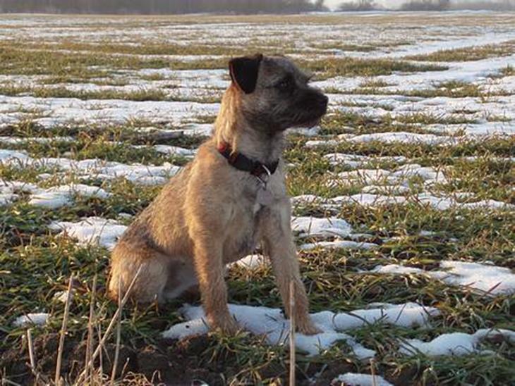 Border terrier Petit fleur (lykke) - dejlig udsigt, har overblik over det hele billede 1