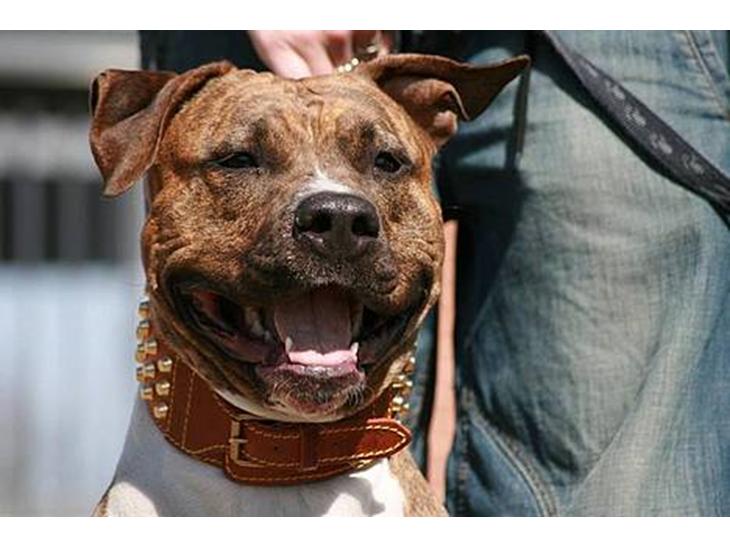 Amerikansk staffordshire terrier Tyta R.I.P  - Billede fra Tranbjerg Træf D. 14.04.07 billede 1