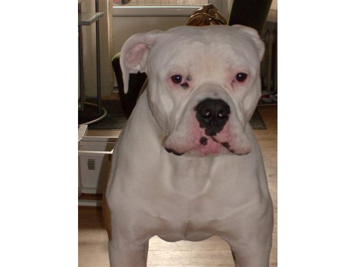 {{currentPhoto.altText}} billede {{currentPhoto.number}}