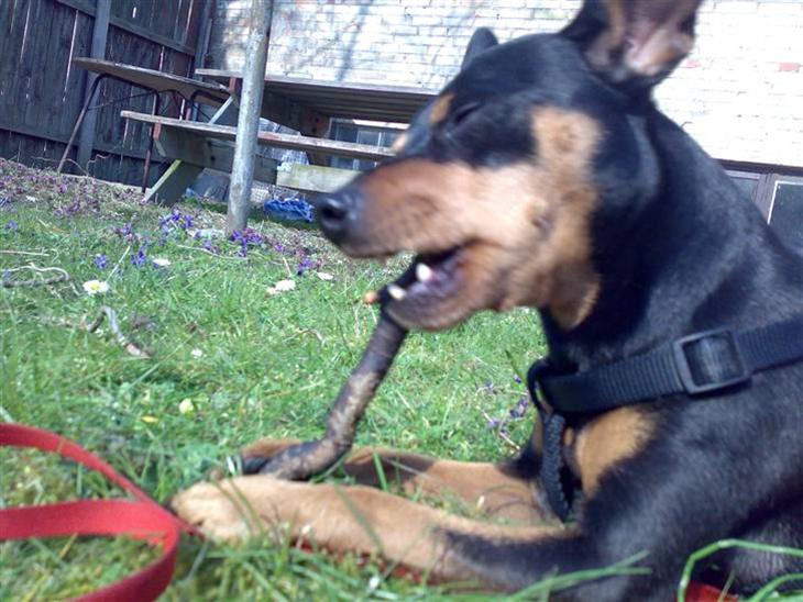 {{currentPhoto.altText}} billede {{currentPhoto.number}}