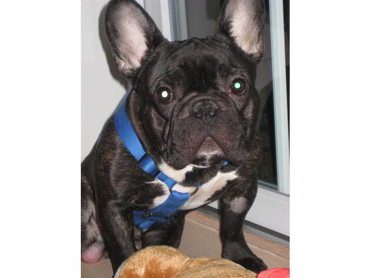 Fransk bulldog Anton - Bor hos far nu - Man er vel dejlig :) billede 1