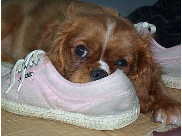 Cavalier king charles spaniel Düchess  [Himmelhunden] - Hehe en sko er god at tage en lur sammen med :D billede 1