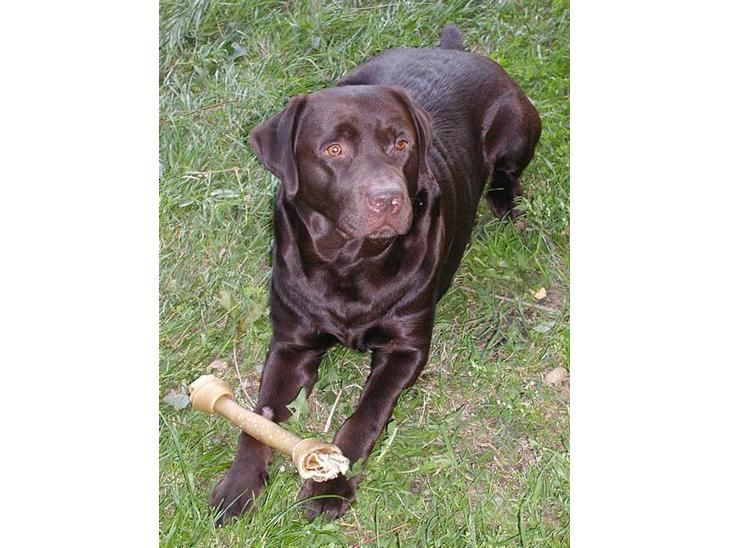 Labrador retriever andy - tag nu det billed, jeg gider ikke ligge her billede 1