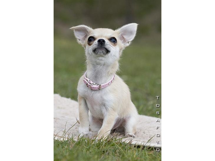 Chihuahua *Honey-Pie <3* - Hejsa =o) Jeg hedder Honey-Pie.. billede 1
