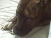 Amerikansk staffordshire terrier Angel