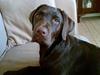 Labrador retriever Dalton