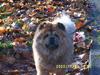 Chow chow Svande